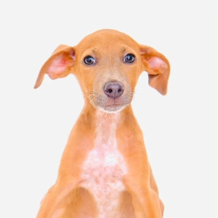 A baby medium-sized female Terrier dog named Vons for adoption in San Diego, CA