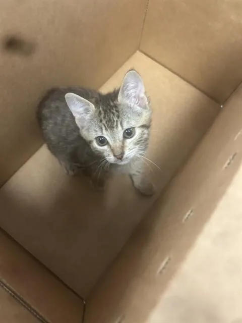 A baby small-sized male Domestic Short Hair cat named Ken for adoption in San Jose, CA