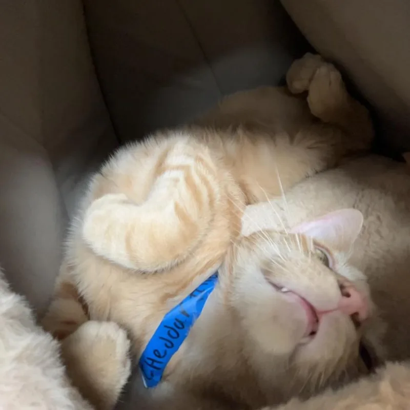 Cheddar thumbnail 3