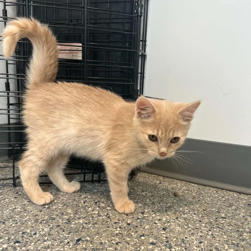 A baby small-sized female American Shorthair cat named Sherbert for adoption in Danbury, CT
