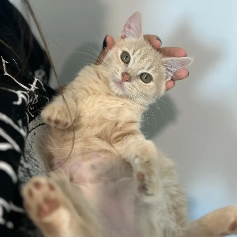 Sherbert thumbnail 3