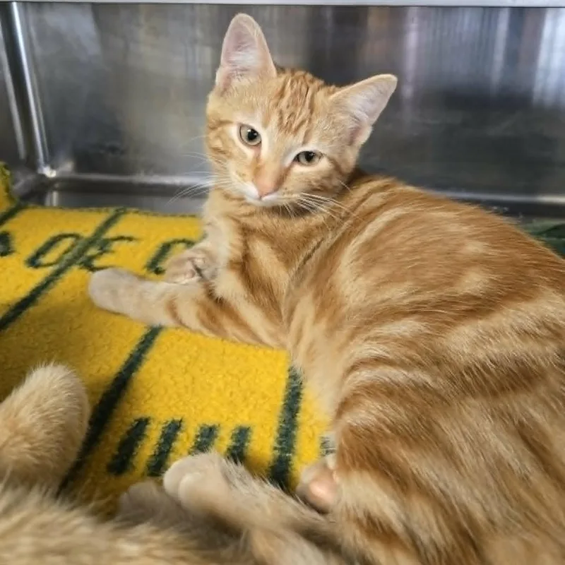 A baby medium-sized male Tabby (Orange / Red) Domestic Short Hair cat named Ogilby and Applewits for adoption in Watertown, WI