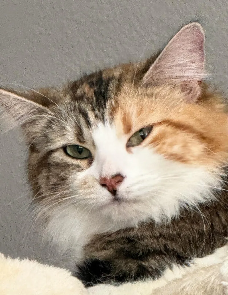 An adult medium-sized female Calico Domestic Medium Hair cat named Honey Rancho Cucamonga for adoption in Yorba Linda, CA