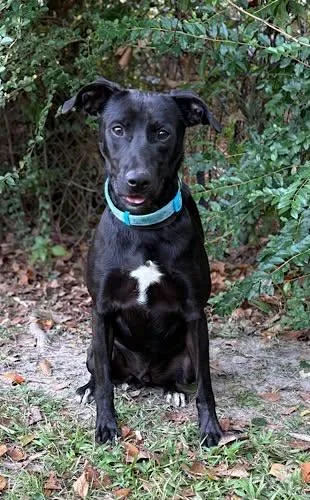 A young medium-sized male Black Labrador Retriever dog named Riley for adoption in Killingworth, CT