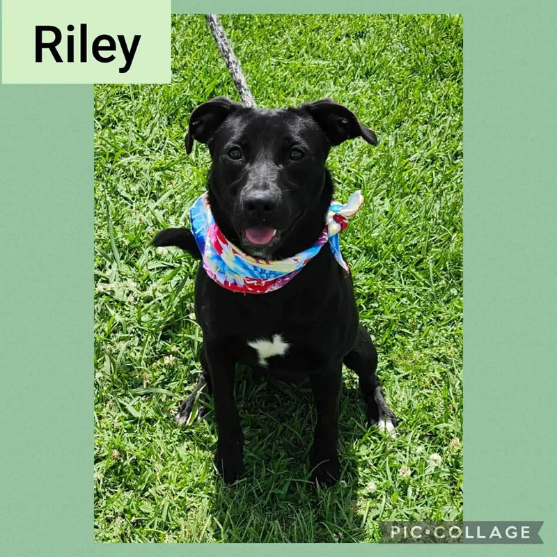 Riley thumbnail 4