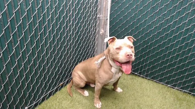 A senior medium-sized male Pit Bull Terrier dog named Troy for adoption in Downey, CA