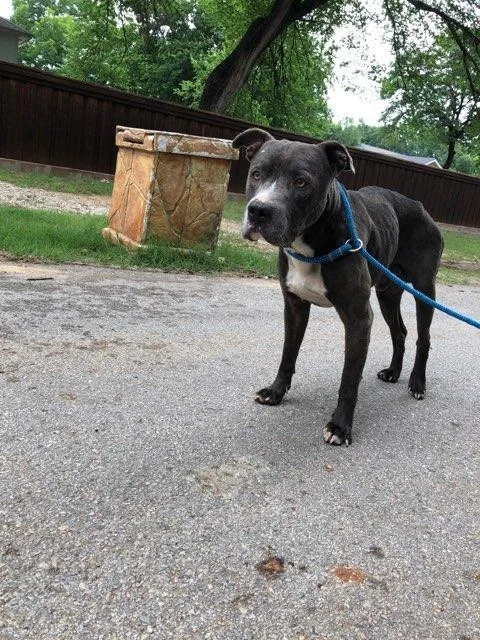 An adult large-sized male Mixed Breed dog named Clue for adoption in Dallas, TX