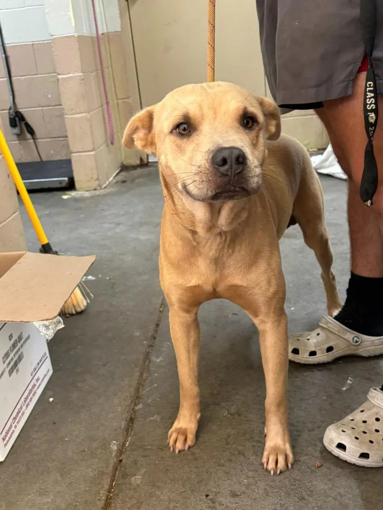 A young medium-sized male Pit Bull Terrier dog named Whiney for adoption in Swainsboro, GA