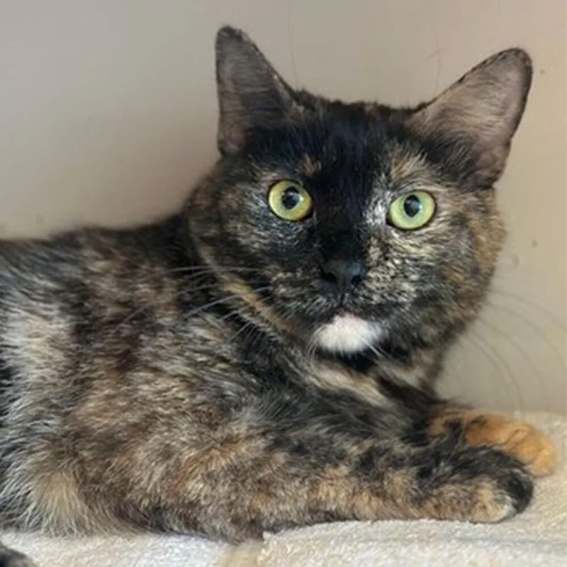 Gabriella thumbnail 2