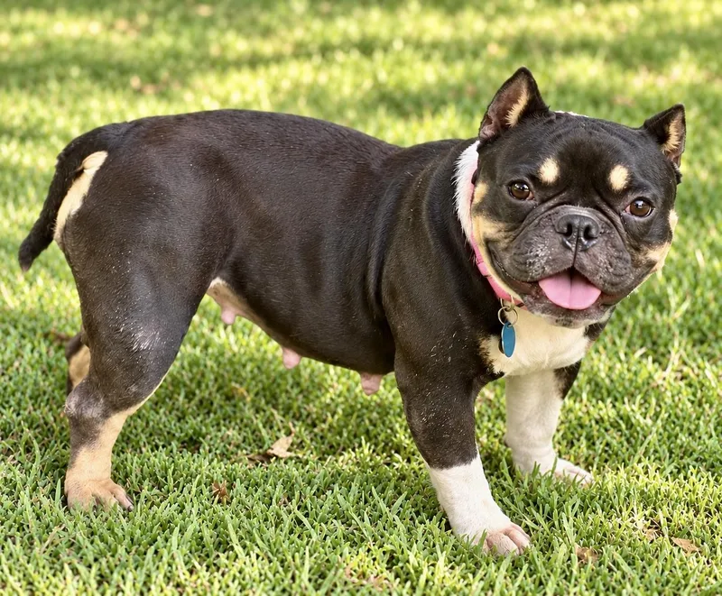 An adult medium-sized female American Bully dog named Winifred AKA Winnie for adoption in Homestead, FL