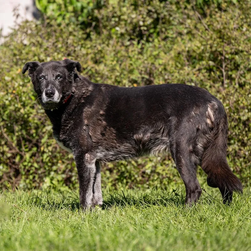 A senior extra large-sized female Black German Shepherd Dog dog named Gladys for adoption in Council Bluffs, IA