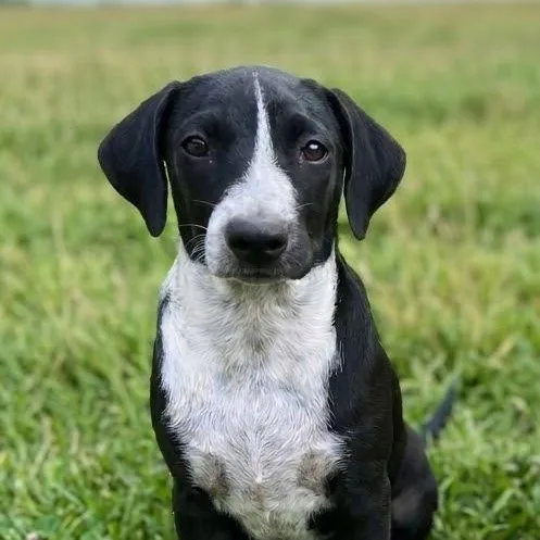 A baby medium-sized male Black Labrador Retriever dog named Bullseye for adoption in New York, NY