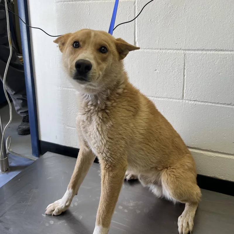 An adult medium-sized male Yellow / Tan / Blond / Fawn Husky dog named Pedro Pascal for adoption in Douglas, AZ