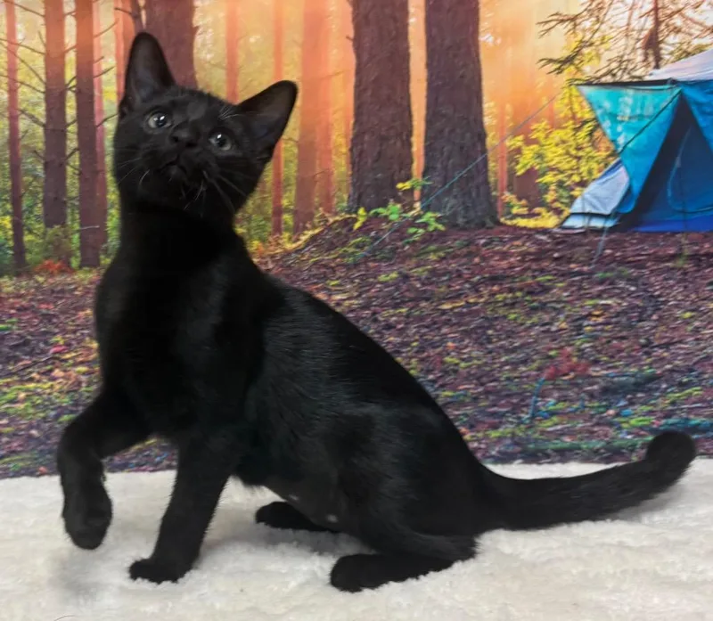 A baby medium-sized female Black Domestic Short Hair cat named Laverne for adoption in Amery, WI