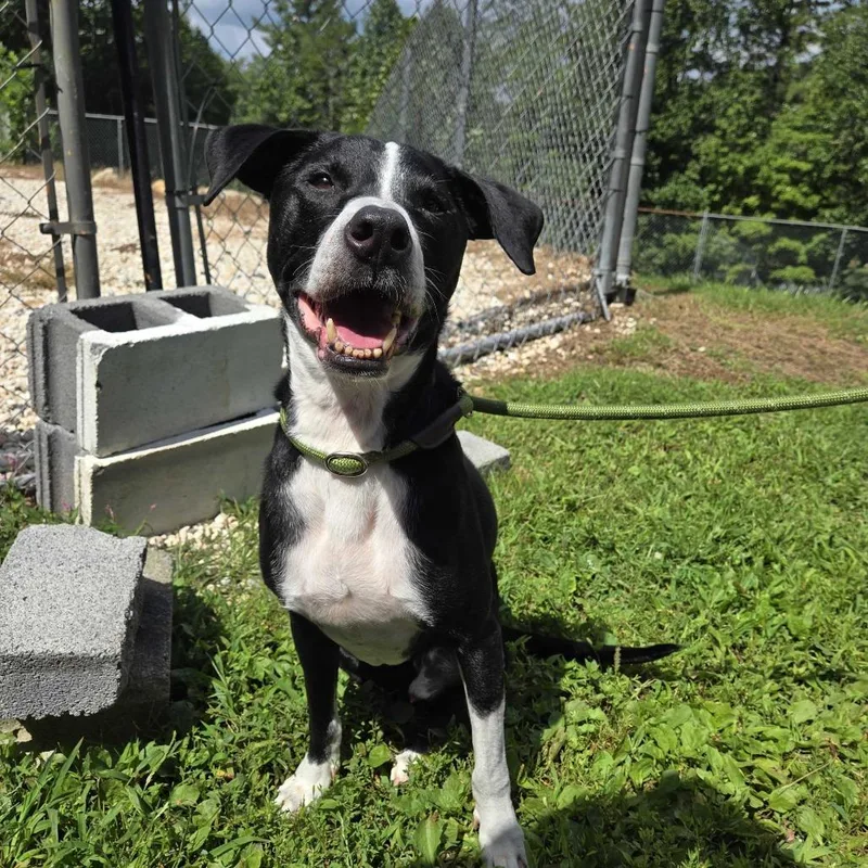 A senior medium-sized male Black Hound dog named Pogo for adoption in Spruce Pine, NC