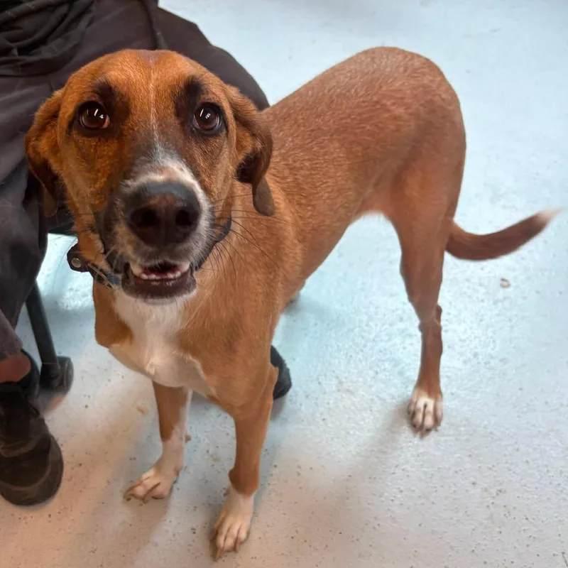 An adult small-sized female Brown / Chocolate Mixed Breed dog named Vev Stray Hold for adoption in Huntington, WV