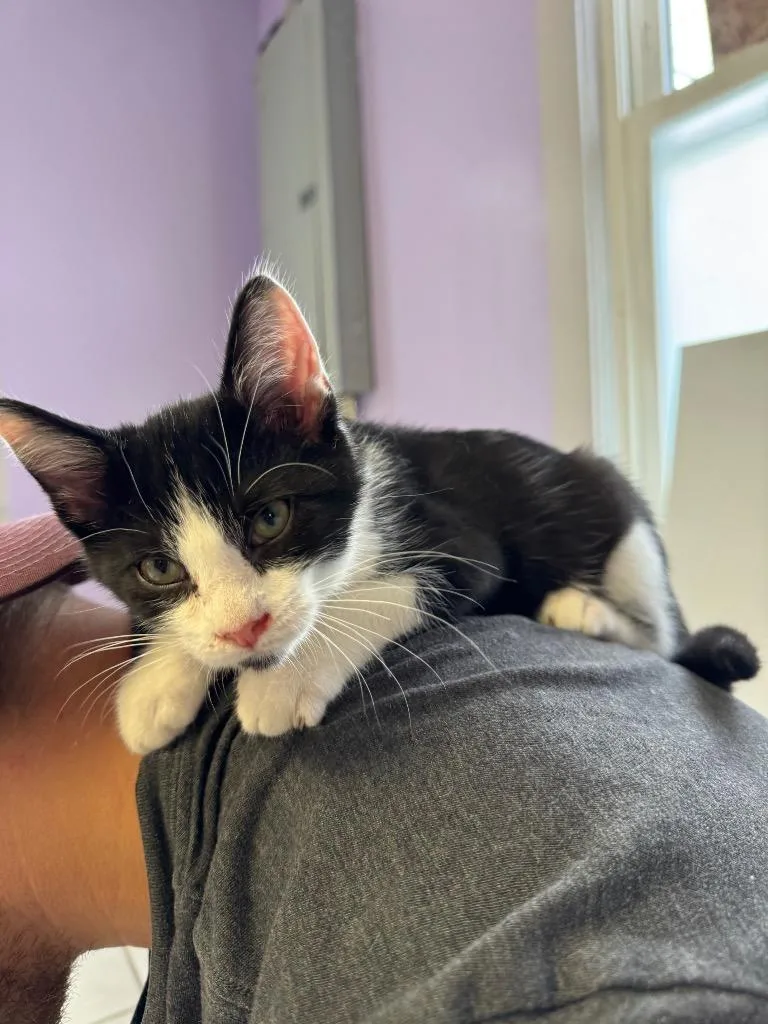 A baby medium-sized male Domestic Short Hair cat named Klein for adoption in Johnson City, TN