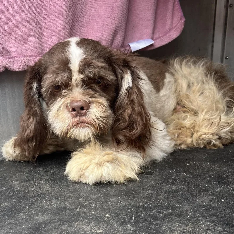 A young small-sized male White / Cream Spaniel dog named Lionel for adoption in Edinburg, TX