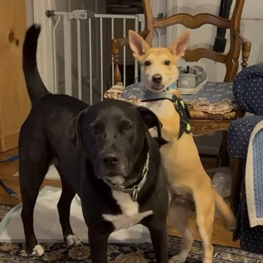 A baby small-sized male Yellow / Tan / Blond / Fawn Shepherd dog named Oliver for adoption in Briarcliff Manor, NY