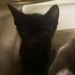 A baby small-sized male Black Domestic Short Hair cat named Brock for adoption in West Palm Beach, FL