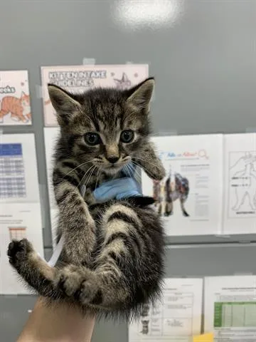 A baby small-sized male Domestic Short Hair cat named Hercules for adoption in San Martin, CA