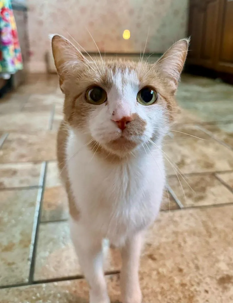 Hazel