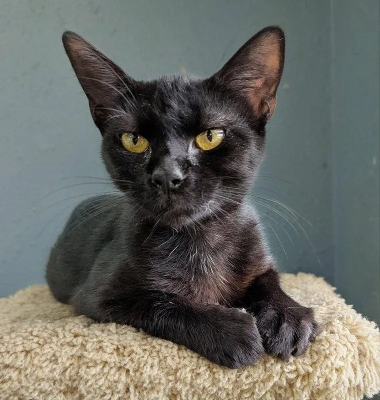 A young medium-sized female Black Domestic Short Hair cat named Nix for adoption in Ocala, FL
