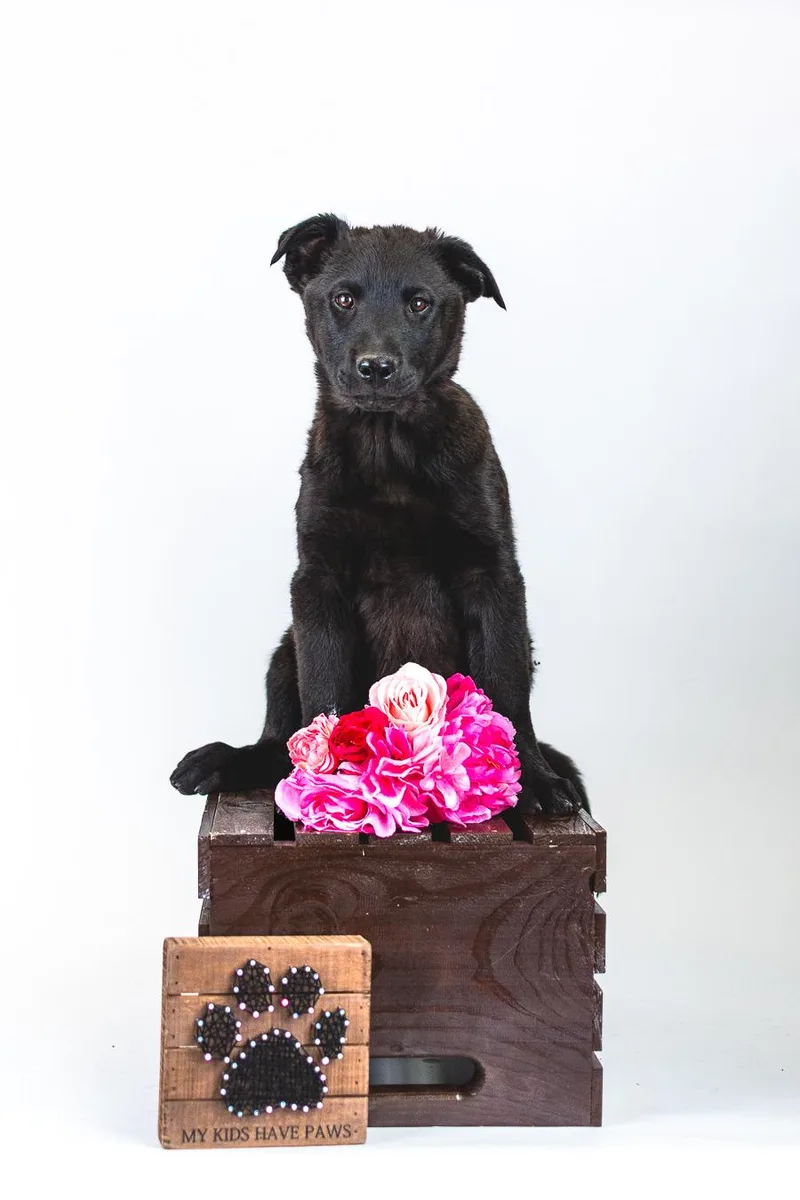 A baby medium-sized male Labrador Retriever dog named 351-26 for adoption in Brighton, CO