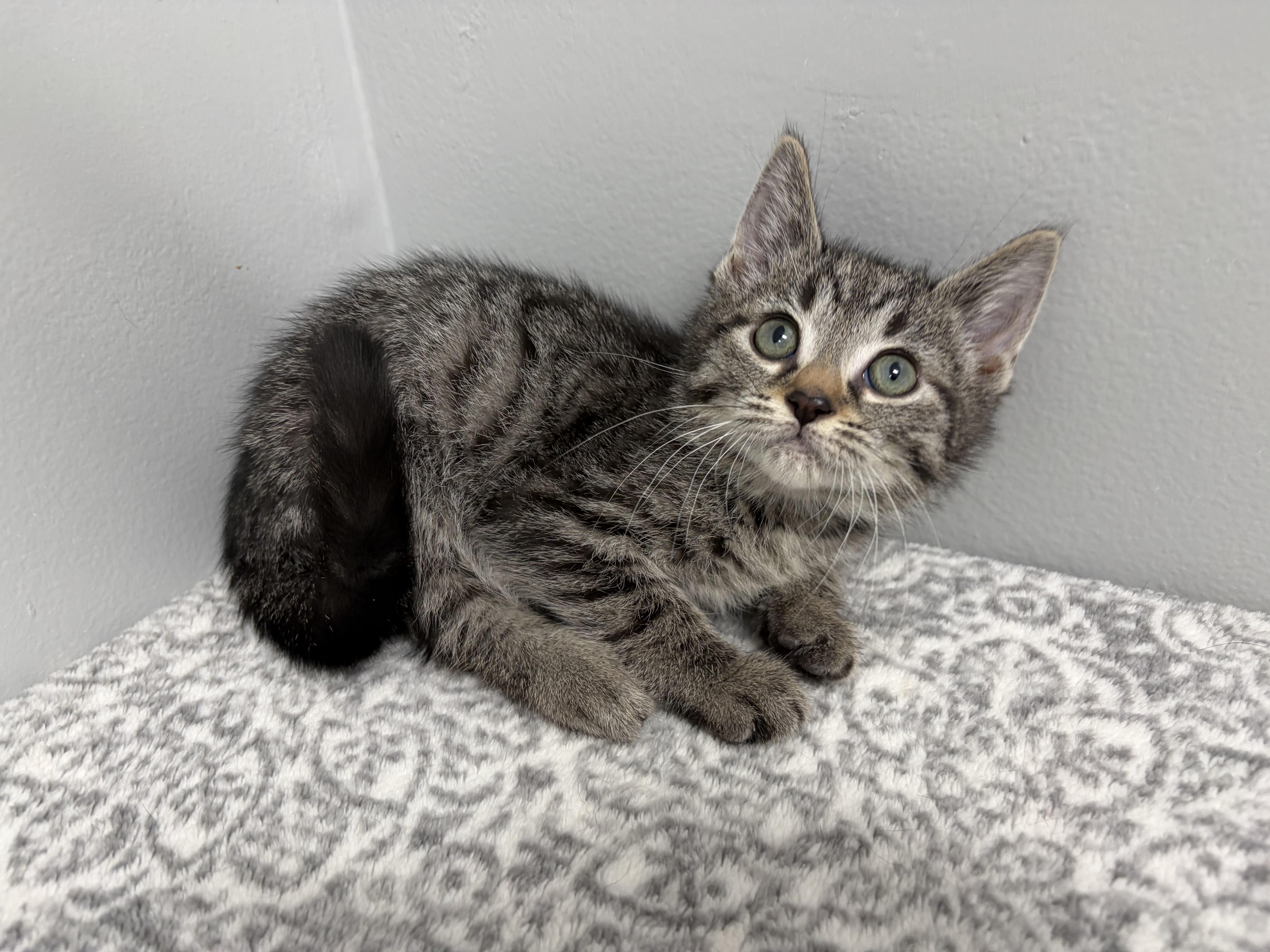 A baby medium-sized female Tabby (Brown / Chocolate) Domestic Short Hair cat named Starry for adoption in Frankfort, IN