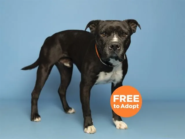 An adult medium-sized male American Bulldog dog named Loki for adoption in Phoenix, AZ