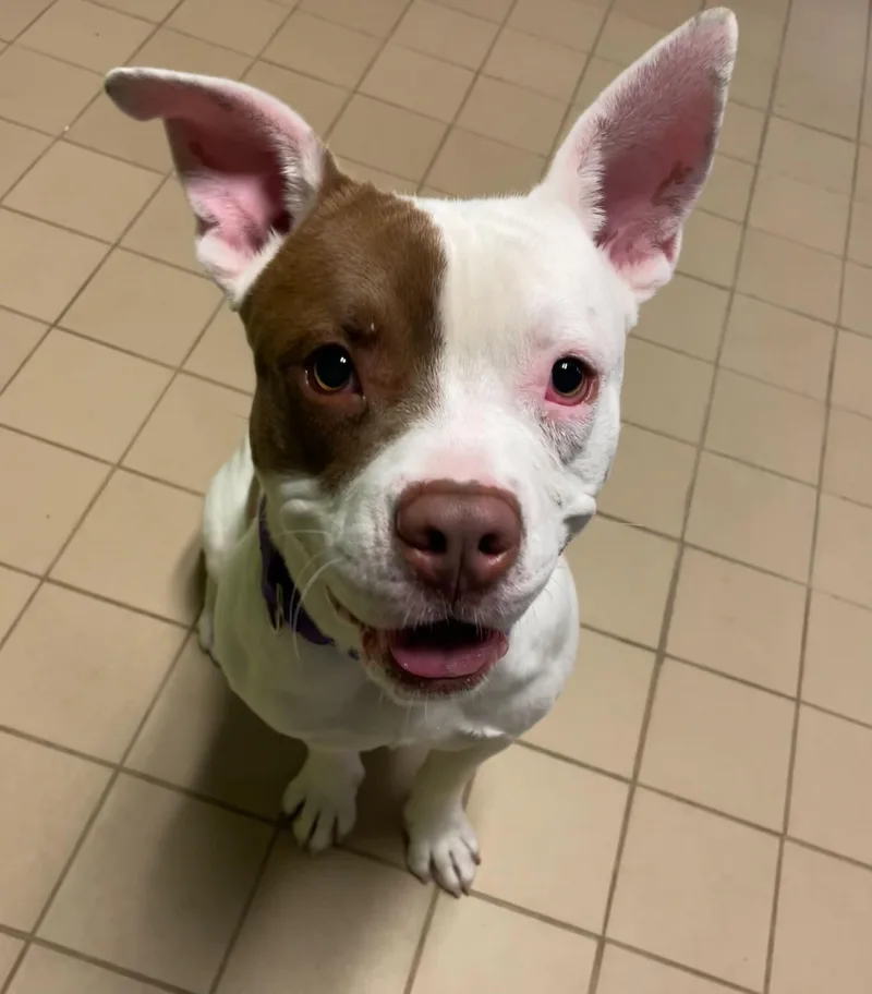 A young medium-sized male Mixed Breed dog named Hot Toddy for adoption in Jackson, MI