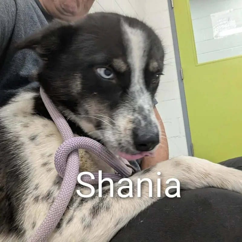 An adult medium-sized female Black Mixed Breed dog named Shaina for adoption in Alexandria, VA