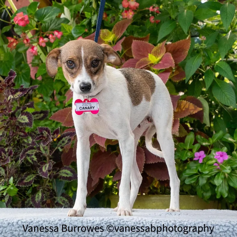 An adult small-sized female White / Cream Terrier dog named Canary for adoption in Wake Forest, NC