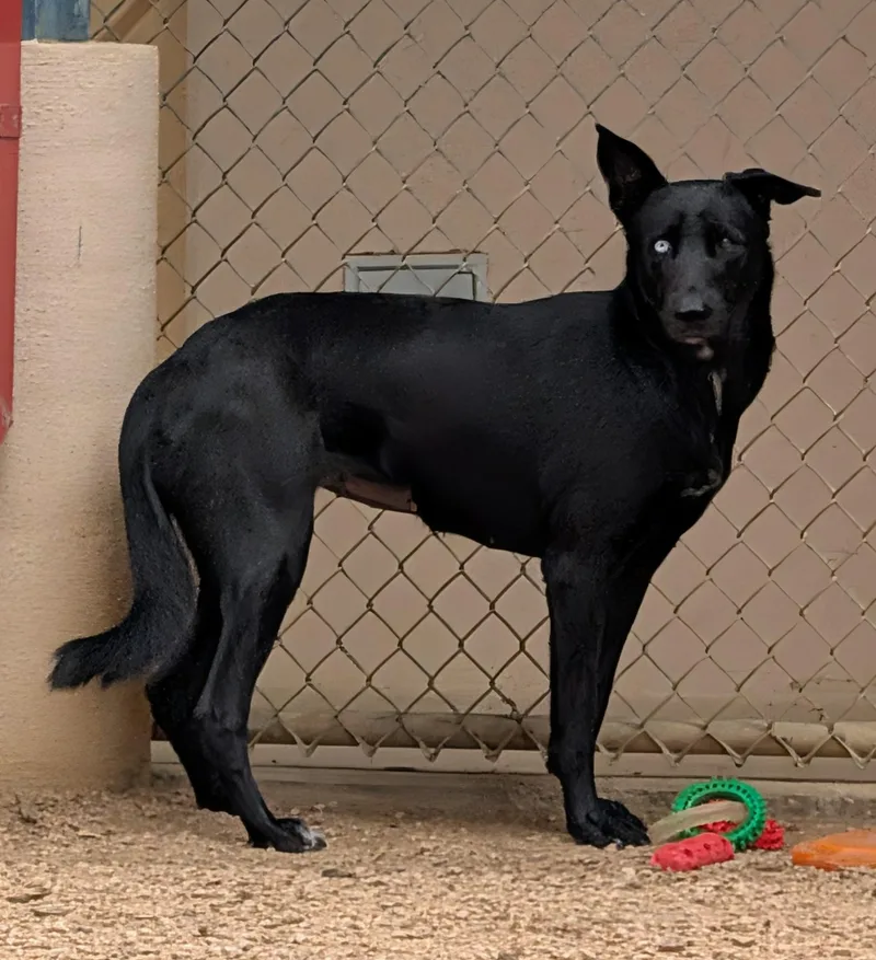 A young medium-sized female German Shepherd Dog dog named Cassie A for adoption in Plano, TX