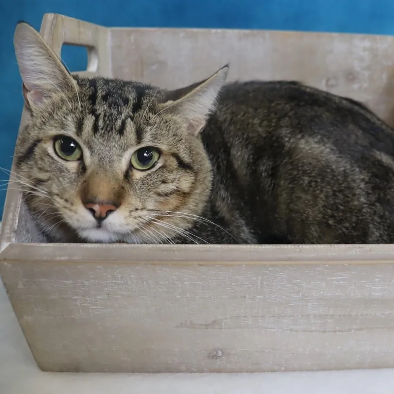 A young large-sized male Domestic Short Hair cat named Winston Handsome marble for adoption in League City, TX
