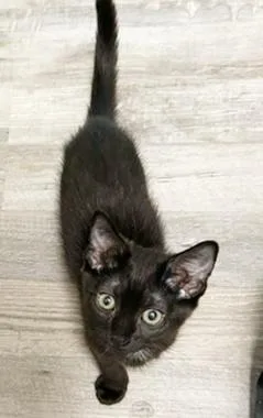 A baby medium-sized female Black Domestic Short Hair cat named Phallon for adoption in North Highlands, CA