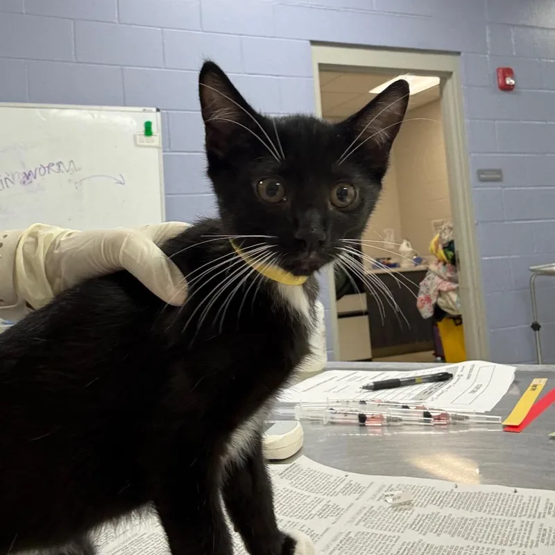 A baby small-sized male Black Domestic Short Hair cat named Posh for adoption in Jacksonville, FL