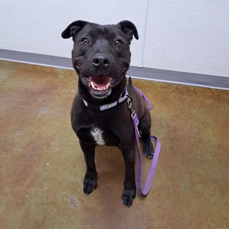 An adult large-sized male Black Pit Bull Terrier dog named Goliath for adoption in Albuquerque, NM