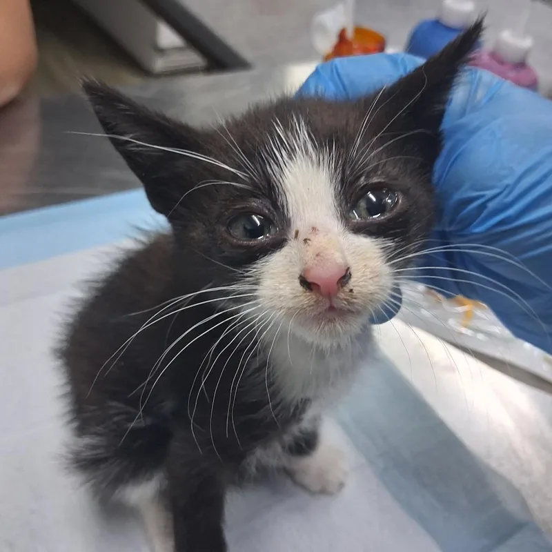 A baby small-sized male Black Domestic Short Hair cat named Henri @ Azalea Square for adoption in Summerville, SC