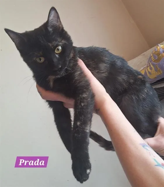 A baby small-sized female Domestic Short Hair cat named Prada for adoption in West Valley City, UT