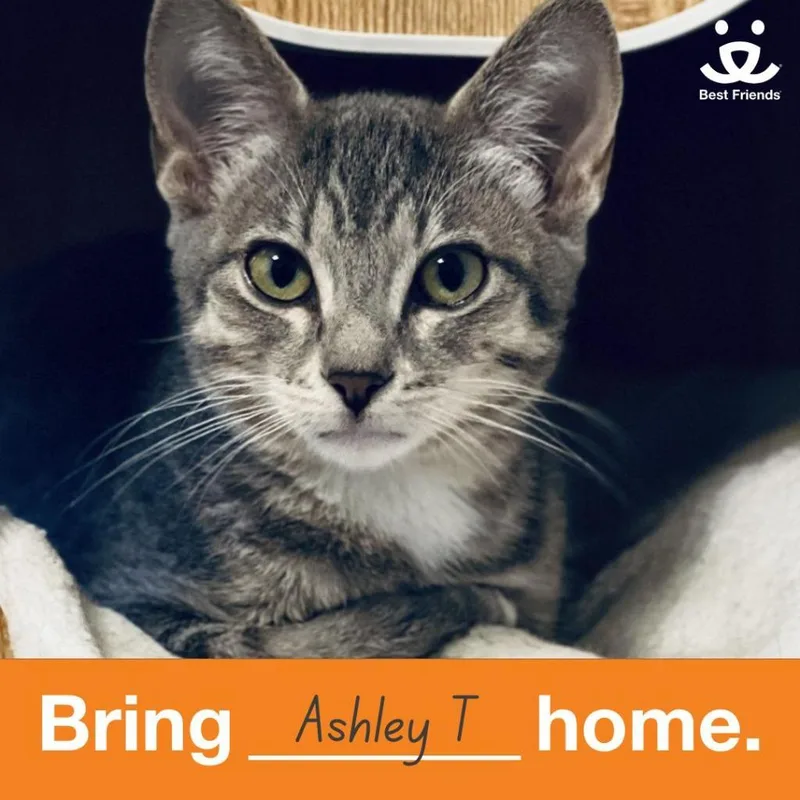An adult medium-sized female Gray / Blue / Silver Domestic Short Hair cat named Ashley T for adoption in Kanab, UT