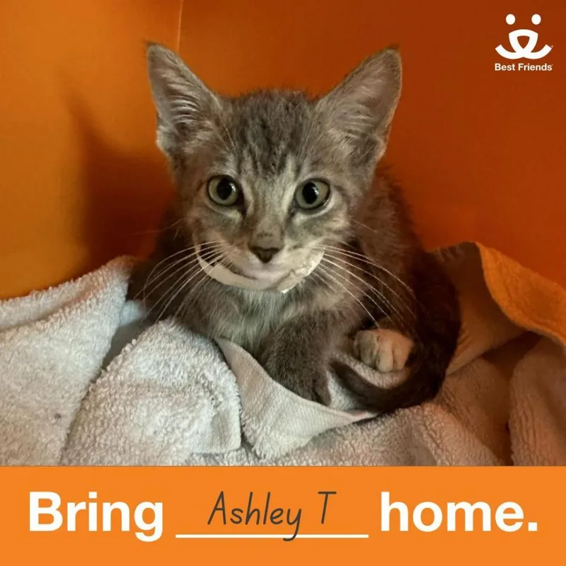 Ashley T thumbnail 2