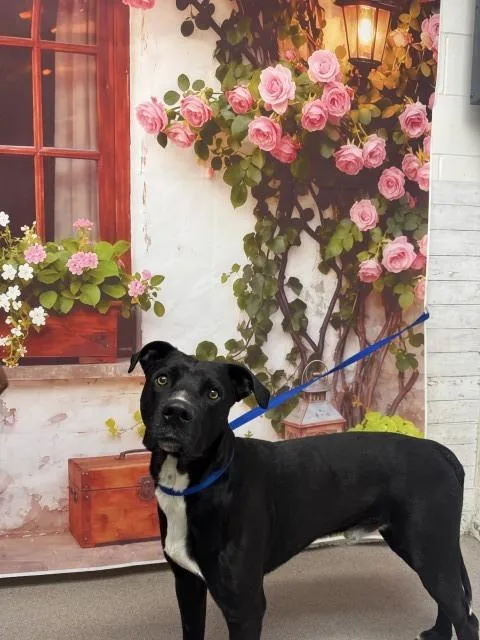 A young medium-sized male Pit Bull Terrier dog named Jojo for adoption in San Bernardino, CA
