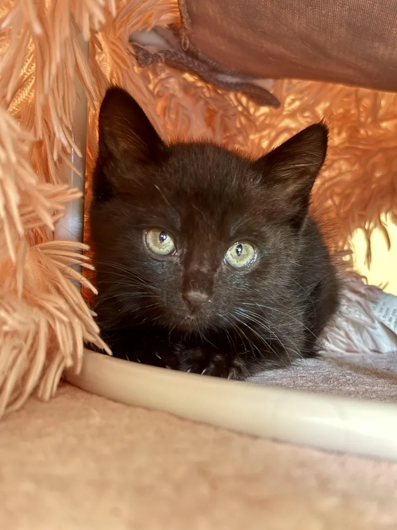 A baby medium-sized male Black Domestic Short Hair cat named Gaston for adoption in Montclair, NJ