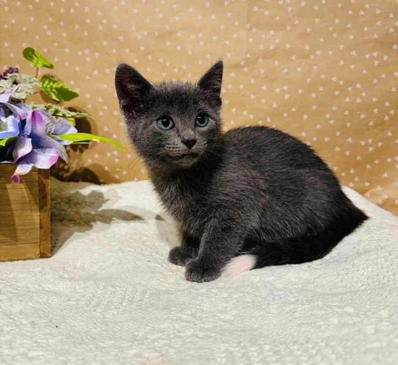 A baby small-sized female Domestic Short Hair cat named Erin for adoption in Groveland, MA