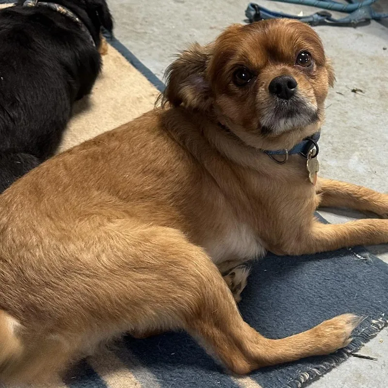 An adult small-sized male Brown / Chocolate Pomeranian dog named Elvis for adoption in Grinnell, IA