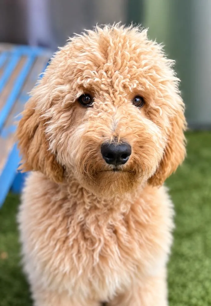 A young medium-sized male Goldendoodle dog named Fozzie for adoption in Oakland, MI