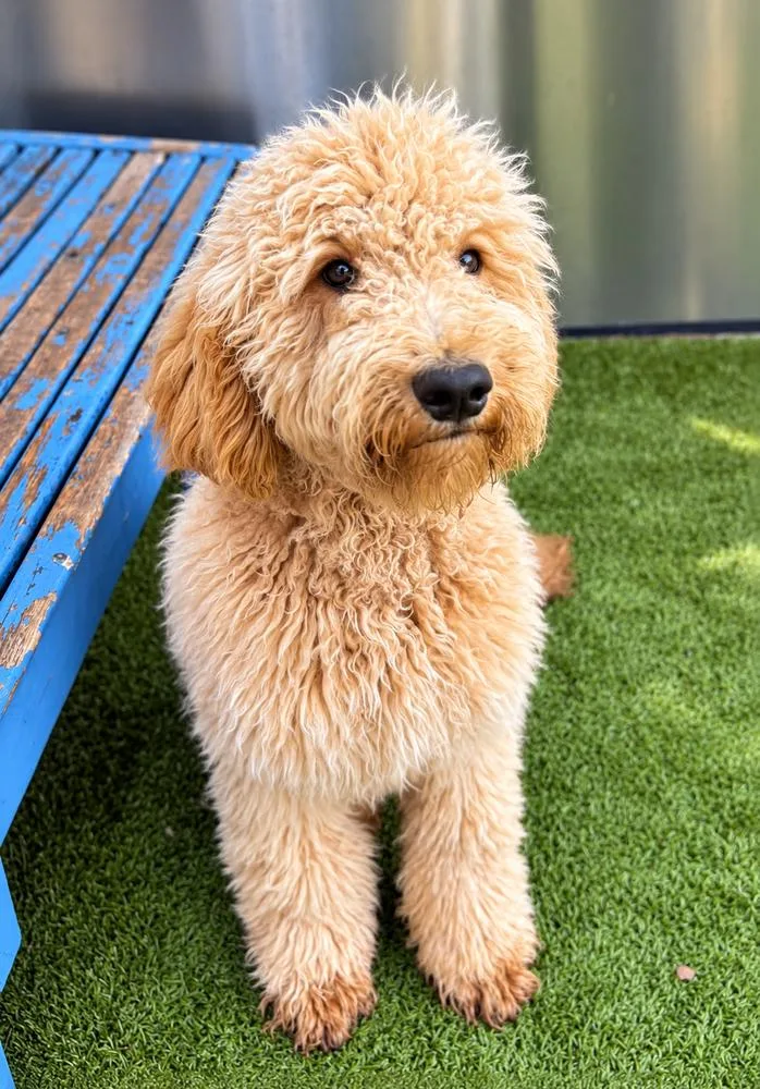 Fozzie thumbnail 3