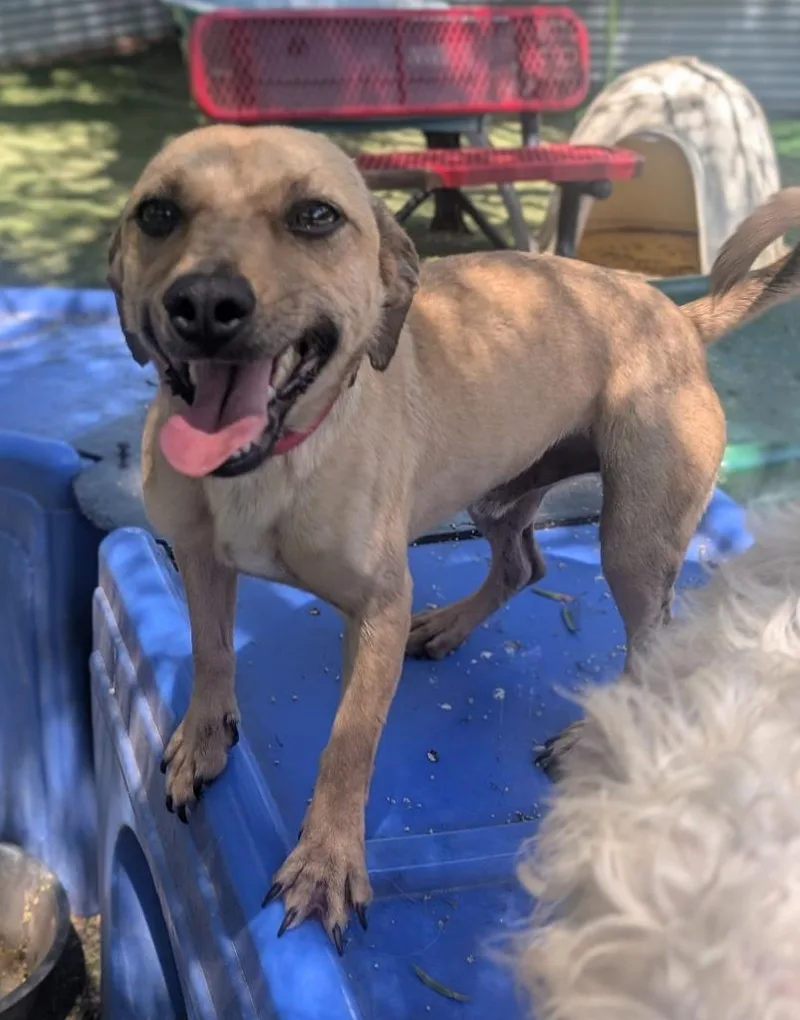 A young small-sized male Dachshund dog named Rocco for adoption in San Diego, CA