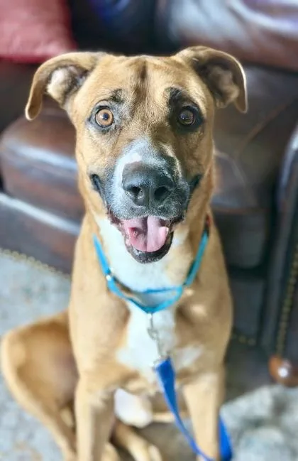 An adult extra large-sized male Brown / Chocolate Mixed Breed dog named Charleston for adoption in Kansas City, MO